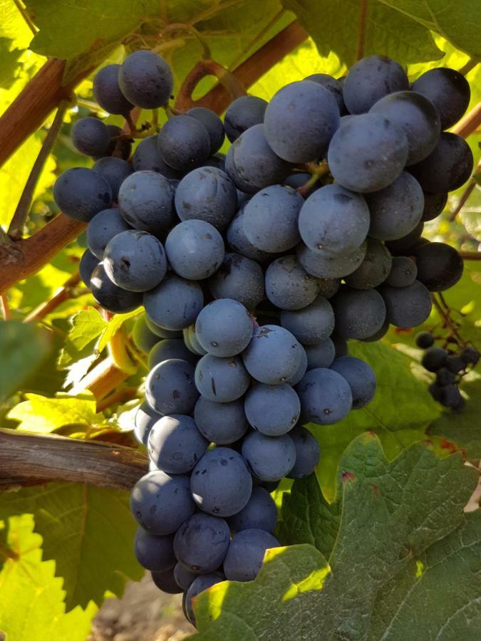 Weingut & Gaestehaus Nagel Kapellen-Drusweiler Екстериор снимка