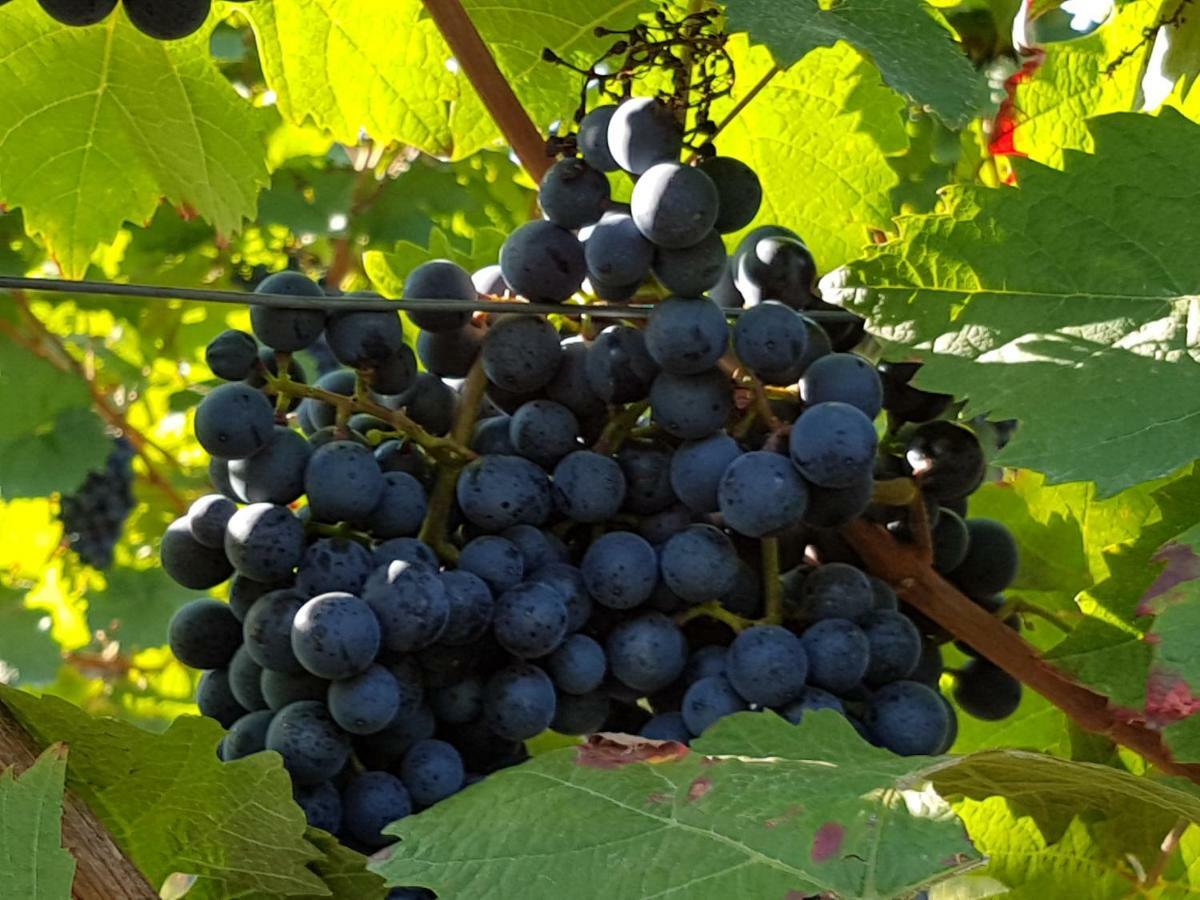 Weingut & Gaestehaus Nagel Kapellen-Drusweiler Екстериор снимка
